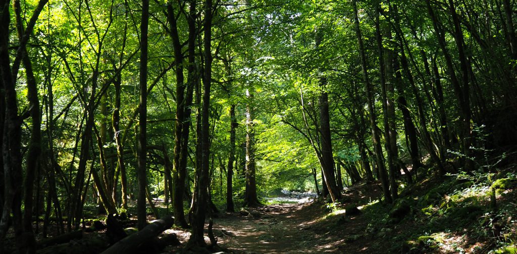 sentier pour rejoindre la cascade du Pissieu