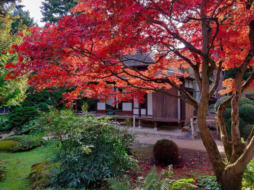 Erable devant maison traditionnelle - jardins Albert Kahn à l'automne