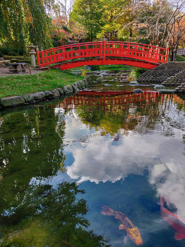 Koi devant le pont - jardins Albert Kahn à l'automne