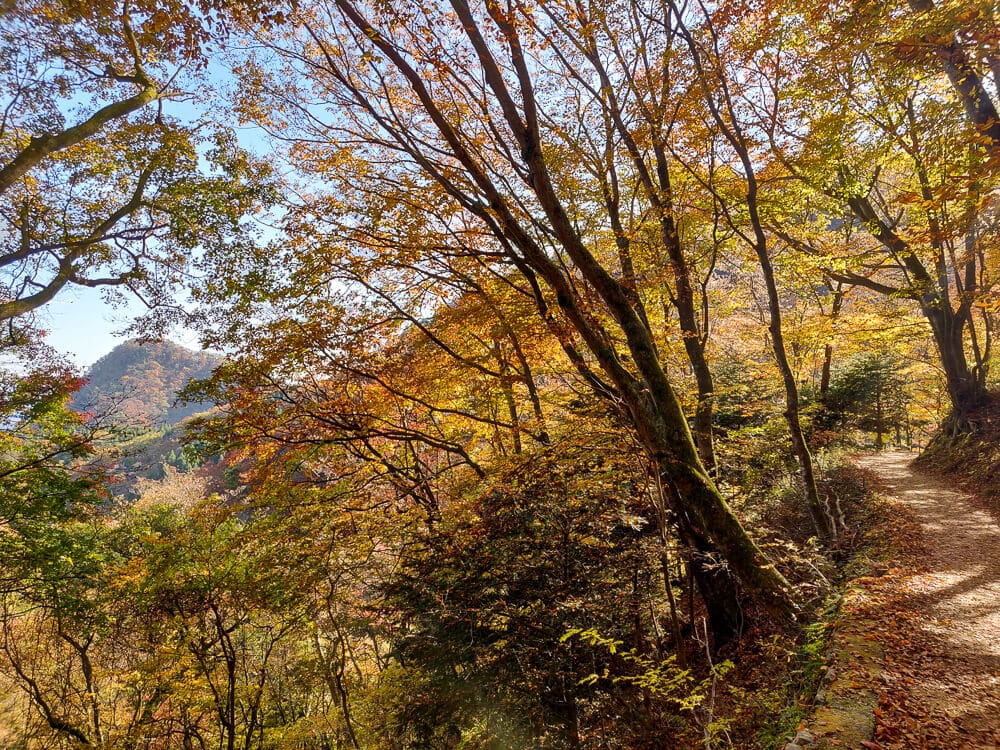 sentier au mont Mitake - automne