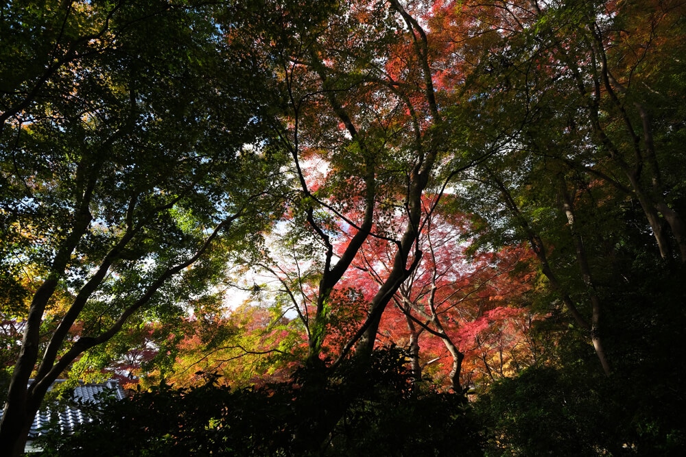 Les jardins du temple Rurikoin à Kyoto avec sa parure d'automne