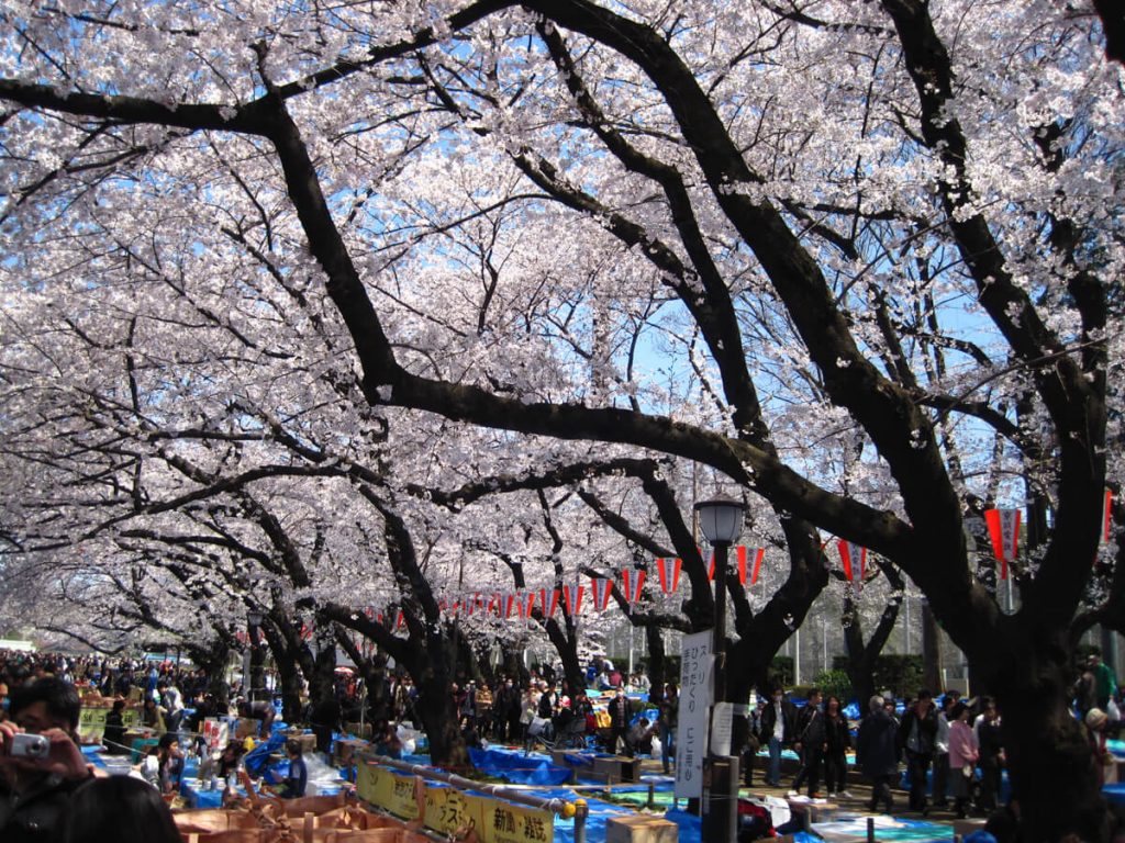 Le hanami au japon: des bâches pour s'assoir sous les cerisiers en fleurs