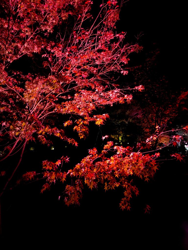 Momijigari, l'automne au Japon de nuit