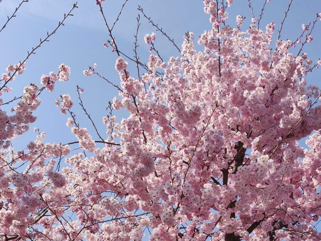 Cerisiers en fleurs à Annecy