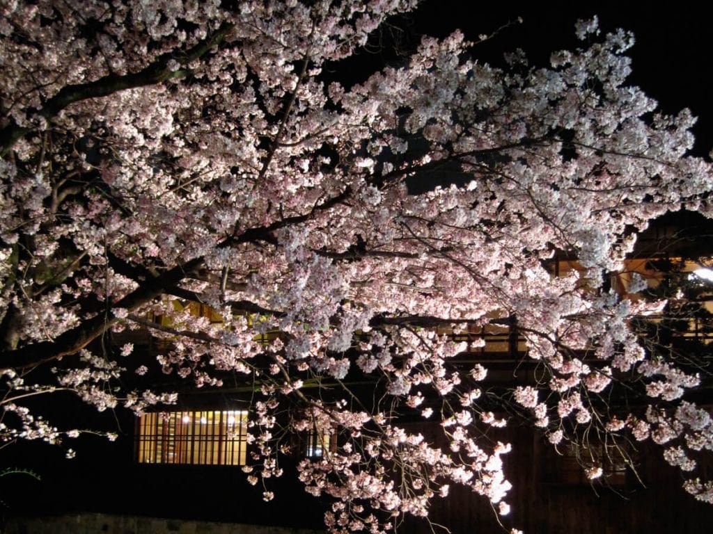Cerisiers en fleurs illuminés. Le hanami de nuit au Japon
