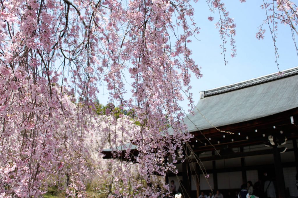 cerisiers en fleurs devant le toit d'un temple