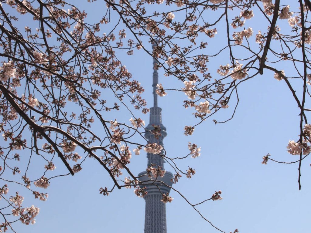 Cerisiers en fleurs devant Tokyo Tower