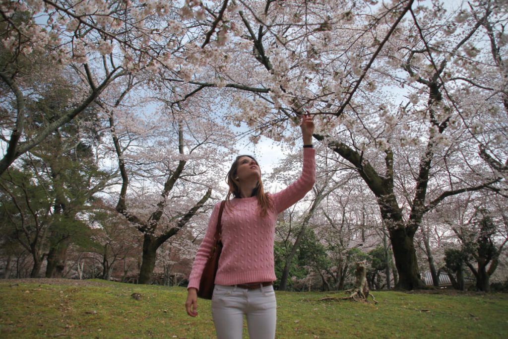 sous les cerisiers en fleurs à Nara