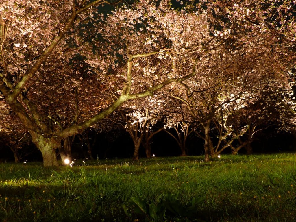 Printemps: les cerisiers en fleurs illuminés