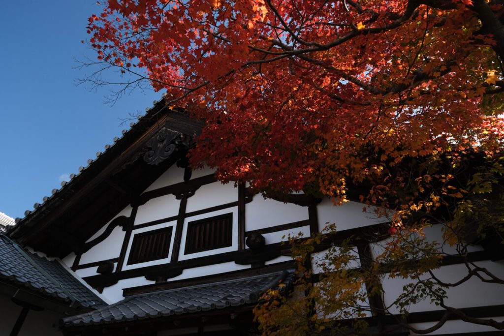 érable rouge devant un des bâtiment du temple  Enko-ji, Kyoto