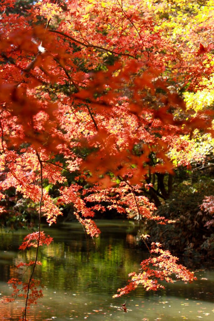 Autumn foliage over one of Narita san Shinsho-ji's pond