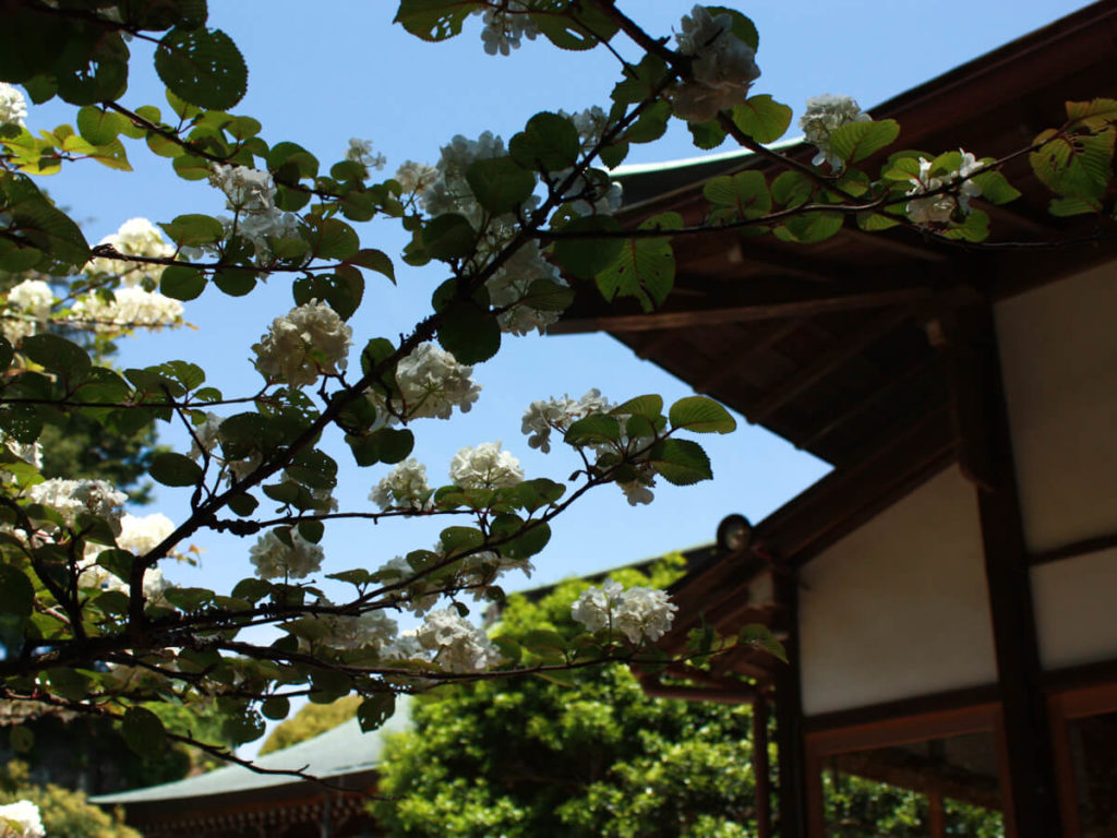 Kamakura - cerisiers au Sanctuaire Tsurugaoka Hachimangu