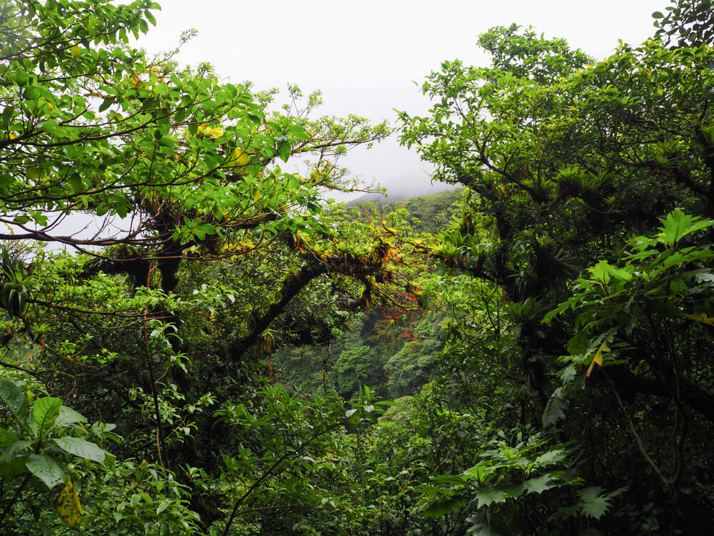 volcan Mombacho - cloud forest