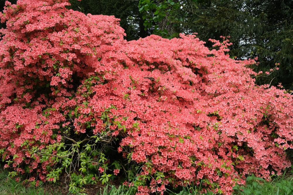 Rhododendrons dans les jardins du Castle Kennedy Ayrshire