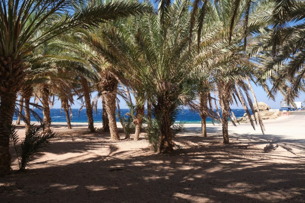 Palmiers près du golfe d'Aqaba