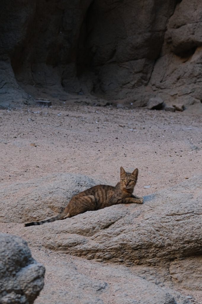 Un chat dans le Wadi Tayyib Esm