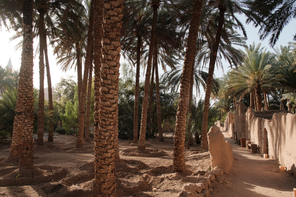 sentier sous les palmiers du Oasis Heritage trail