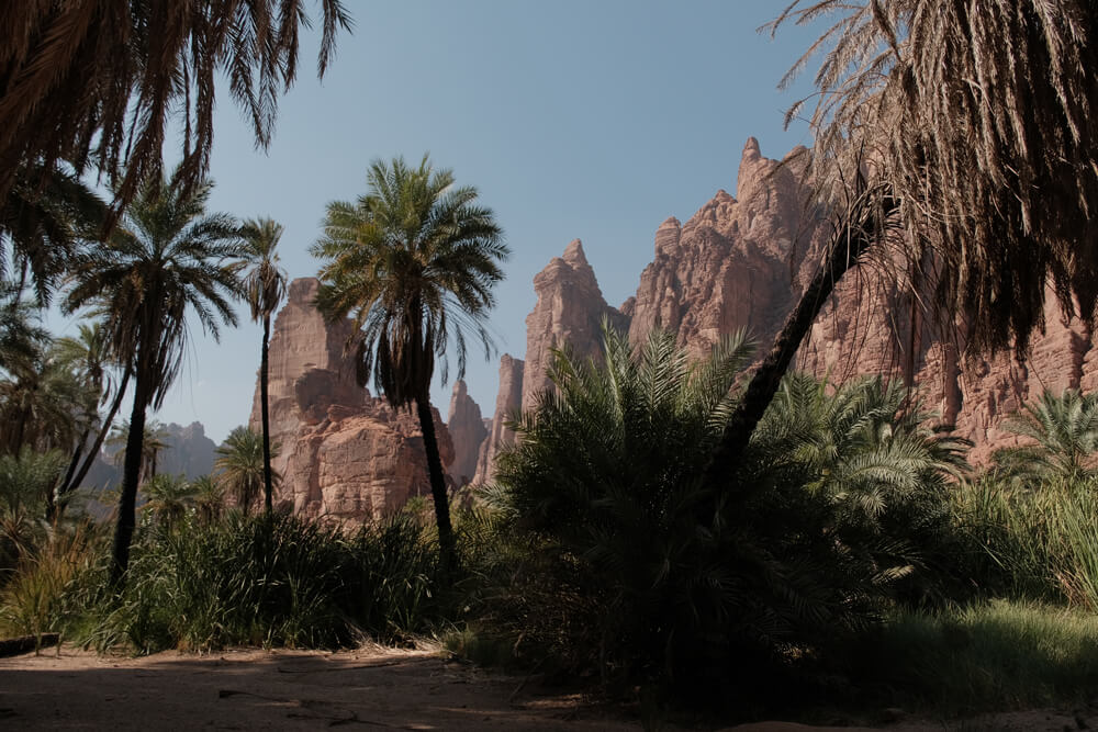 palmiers et falaises du Wadi Disah 