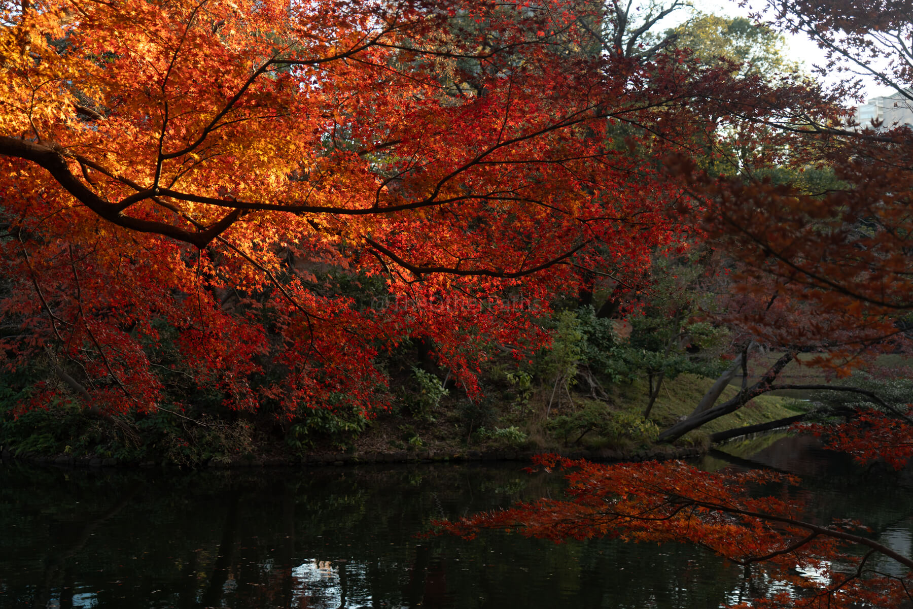 Koishikawa Korakuen: an escape in the heart of Tokyo | The Other Paths